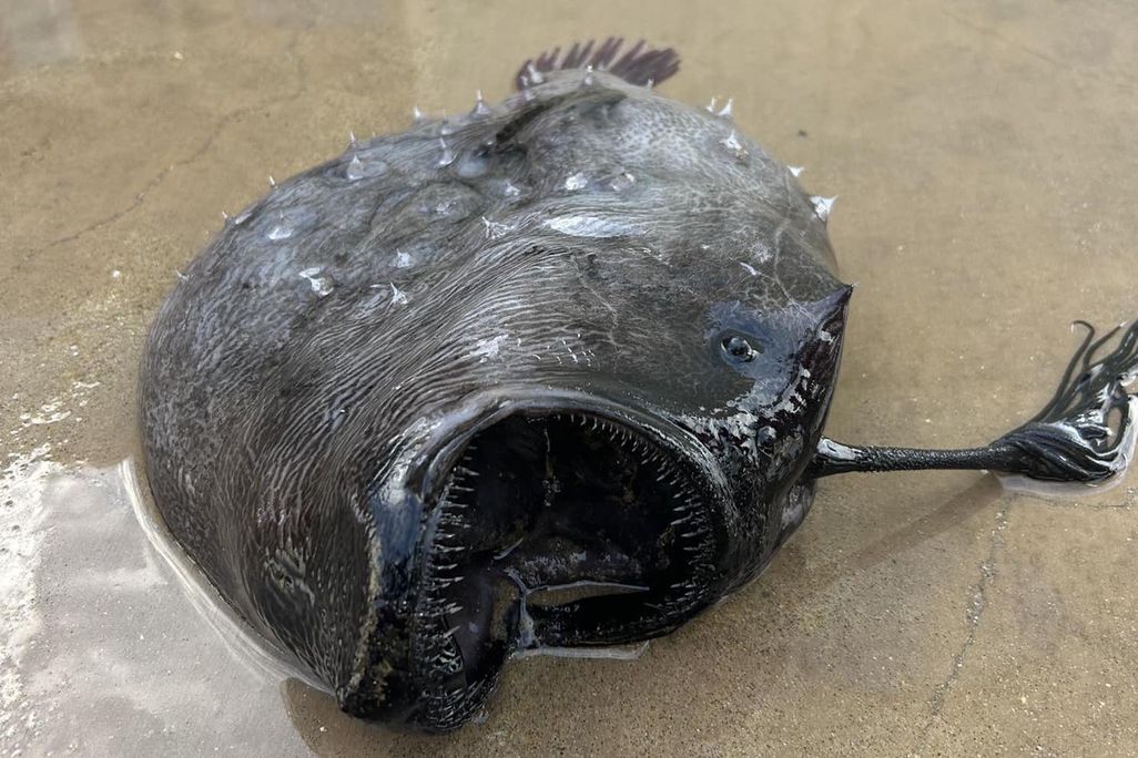 Black fish with gaping mouth on beach