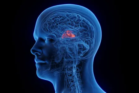 Illustration of the thalamus, a region of the brain linked to learning and memory.