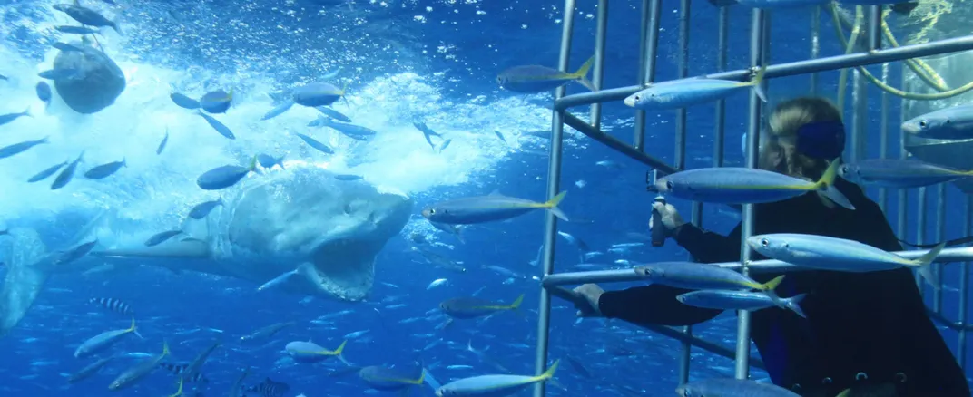 A Shark comes at man in cage