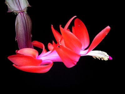The reproductive organs of Schlumbergera, known as the Holiday Cactus. This was heady stuff in Erasmus Darwin's time.