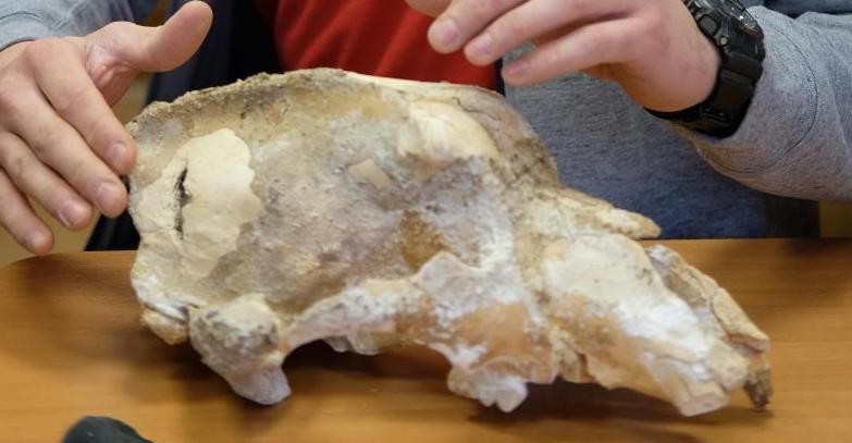 A close up of the small cave bear skull showing the gash towards the back of the skull