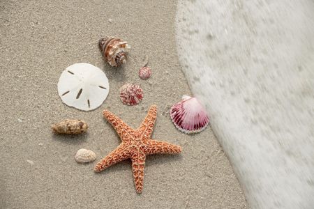 America's beaches are filled with treasures for beachcombers. 