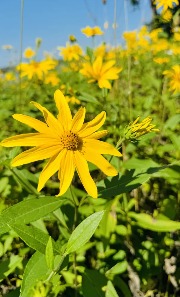 Wildflower Bloom Season thumbnail