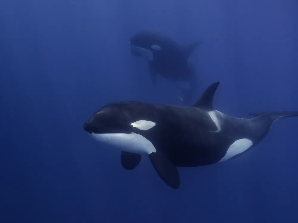 Orcas Sink Another Boat in the Strait of Gibraltar image