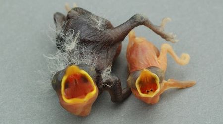 Spot the impostor: A cuckoo finch chick (left) and a tawny-flanked prinia chick (right) open their beaks for a meal.