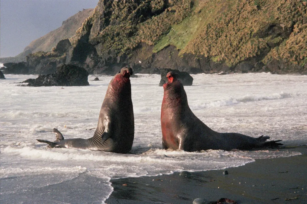 MacquarieIslandElephantSeal.jpeg