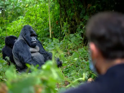 Gorillas of Rwanda: An Active Journey