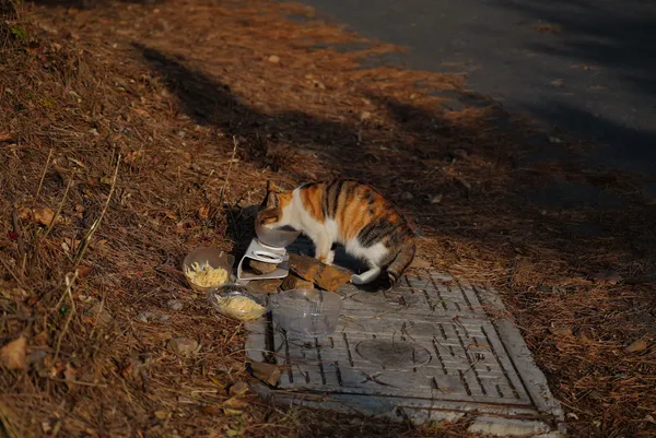 A cat is having a meal at a restaurant set up by tourists. thumbnail