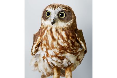 Pepper, the southern boobook. The southern boobook is Australia’s smallest and most common owl. It gets its name from the sound of its hoot.