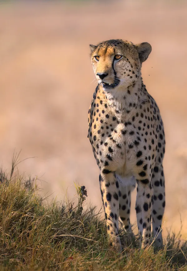 On The Prowl thumbnail