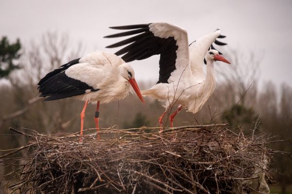 Nesting storks in Zwin thumbnail