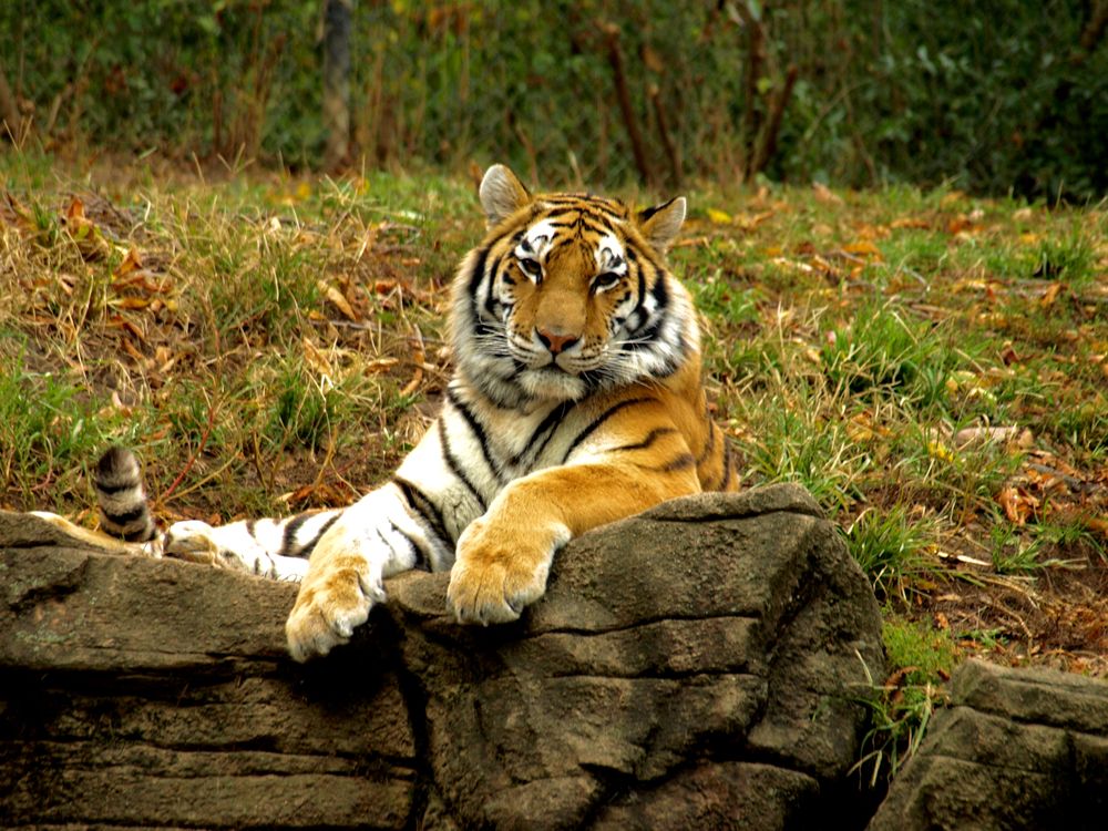 Tiger Hanging Out In Living Room