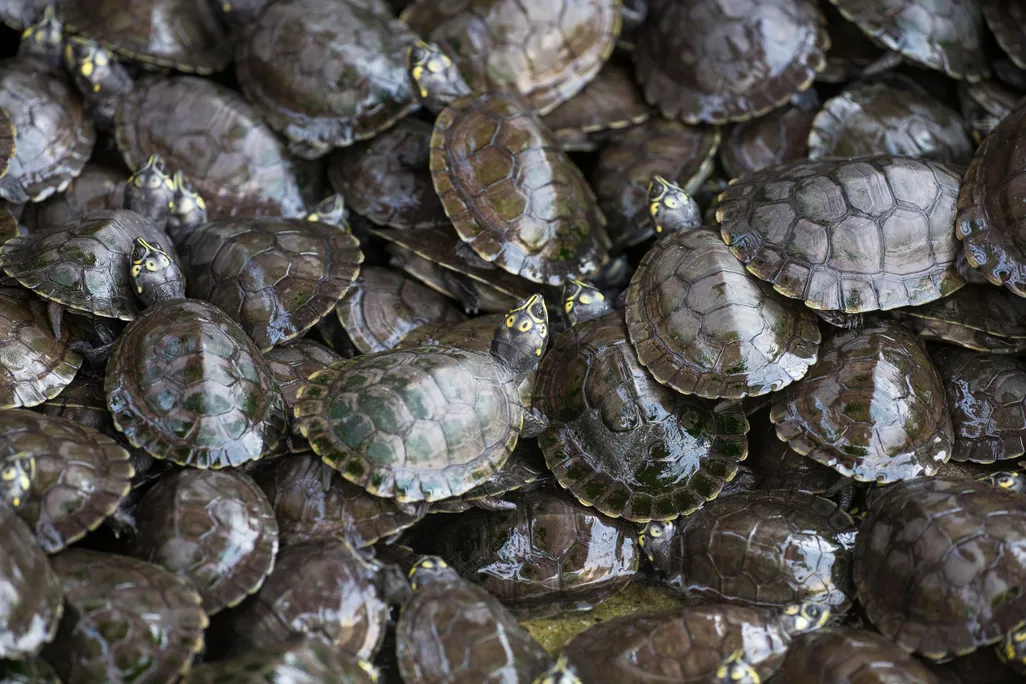 turtles.jpg