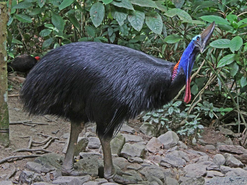 Southern_Cassowary_JCB.jpg