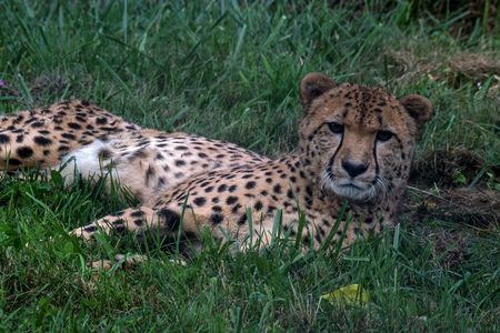 The first cheetah cub born at the Smithsonian Conservation Biology Institute celebrated his 10th birthday last year, marking a decade of the facility's successful cheetah breeding program.