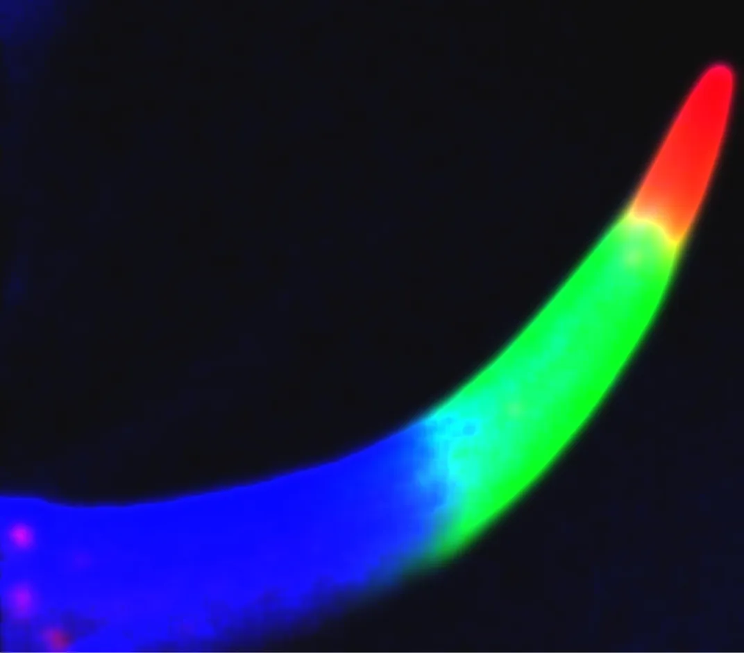 Scorpions Are So Metal—Literally. New Images Reveal Patterns in How Their Weaponry Is Fortified With Iron, Zinc and Manganese