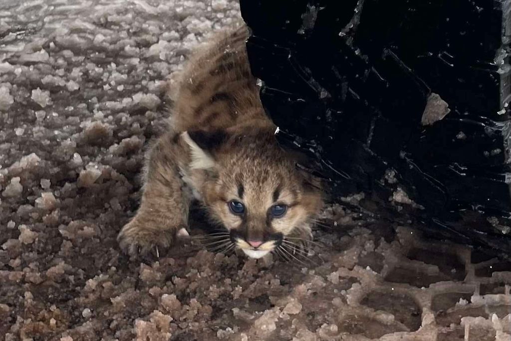 A cougar kitten next to a vehicle tire