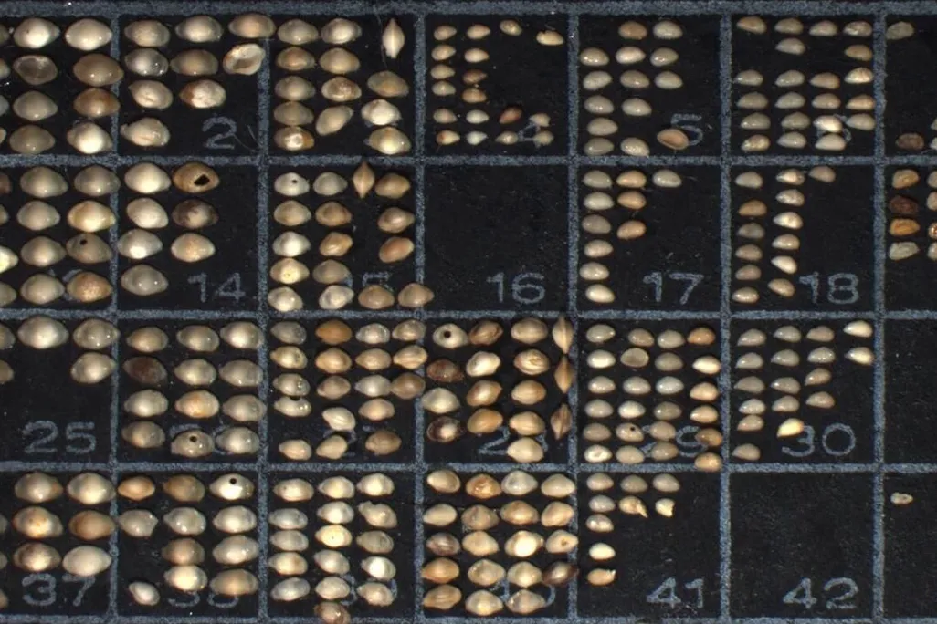 Ostracod3.jpeg