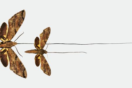 Now named a new species, Wallace&#39;s sphinx moth (top) of Madagascar displays its world&#39;s longest tongue next Morgan&#39;s sphinx moth, which is found on the African mainland.