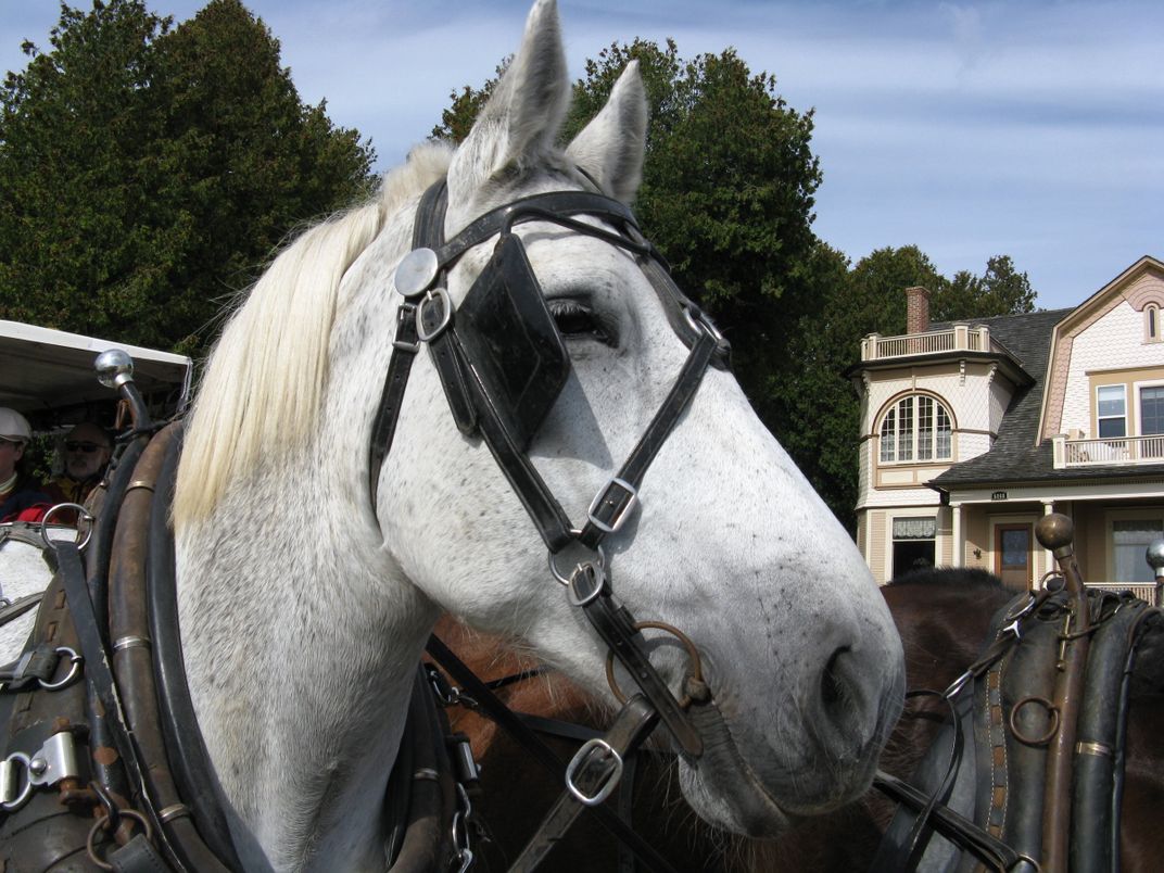 An alert draft horse on Mackinac Island, Michigan, where cars are not