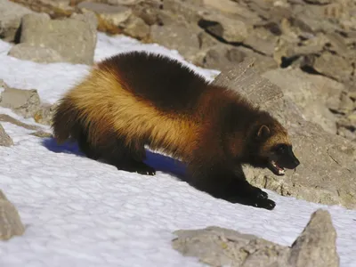 Wolverines live in snowy, high-elevation habitats.