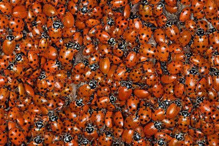 It's a beetle invasion! These lady beetles (also known as lady bugs) are just one of Earth's family of beetles.

