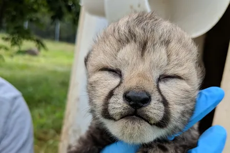 “It is especially exciting to see Sukiri bonding with and successfully raising these cubs,” says the Zoo's cheetah biologist Adrienne Crosier.