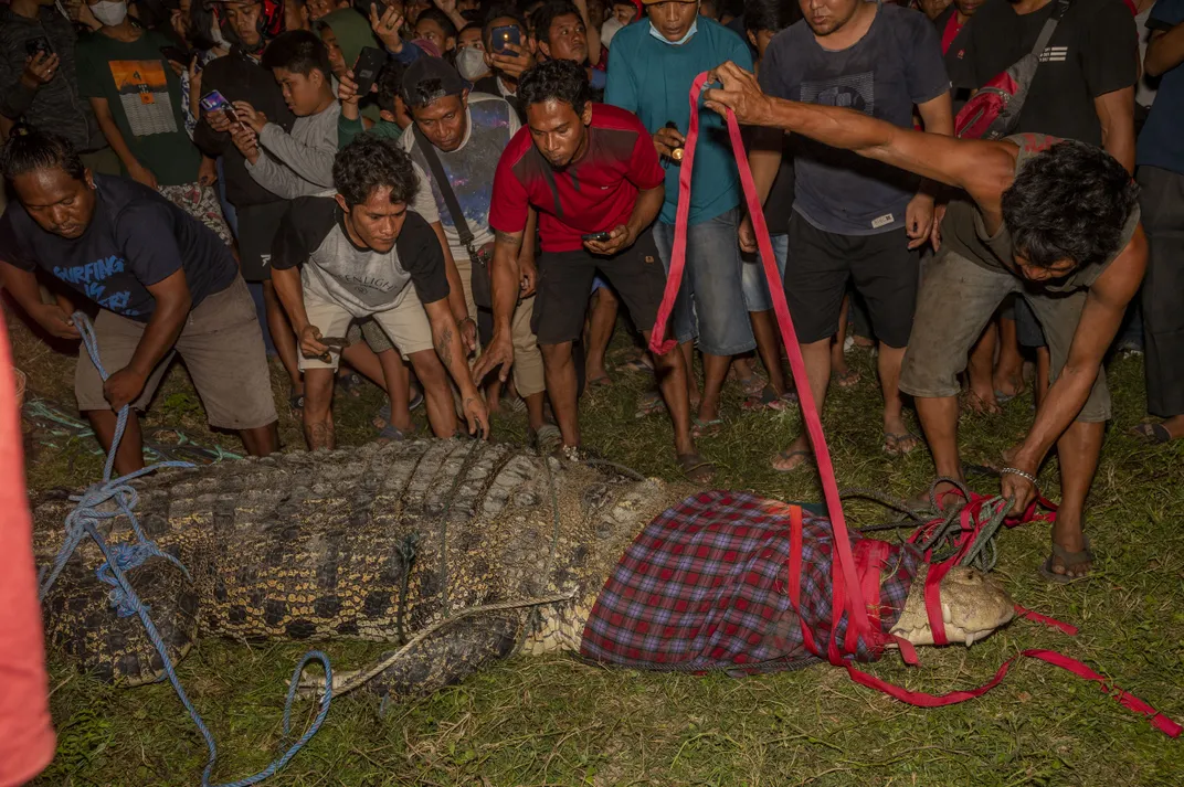 A group of locals in Indonesia aid in the crocodile's rescue.