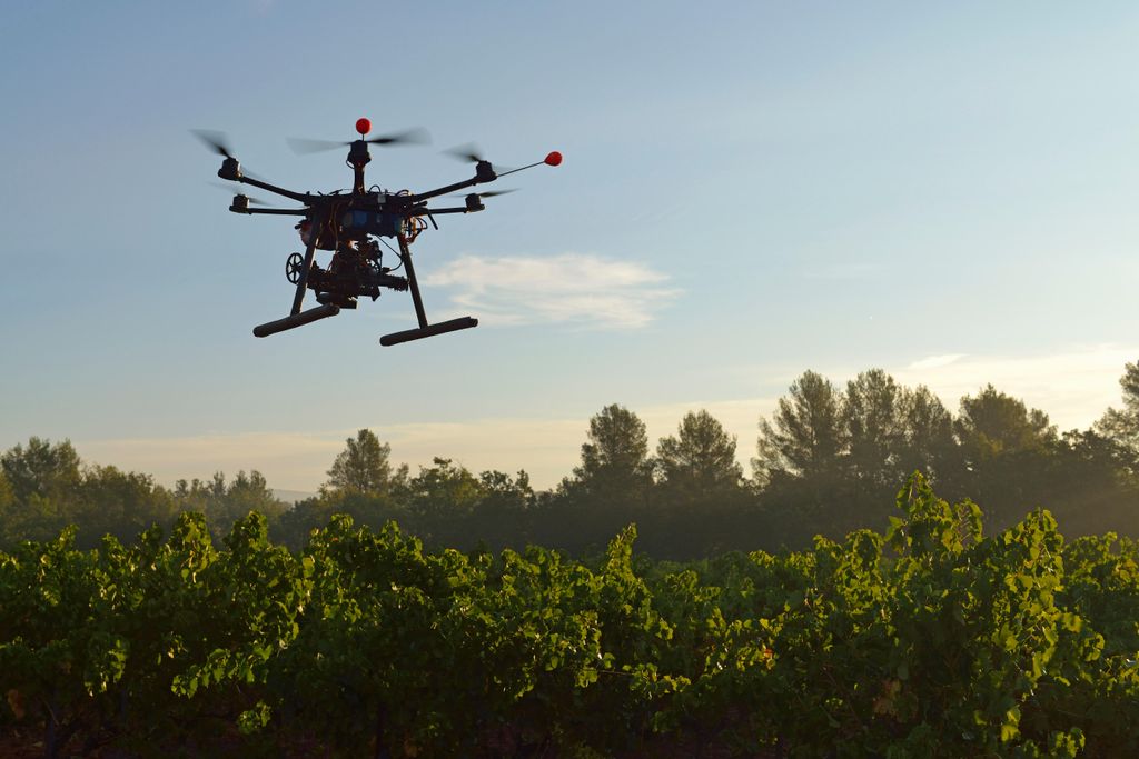 Drone in Vinyard