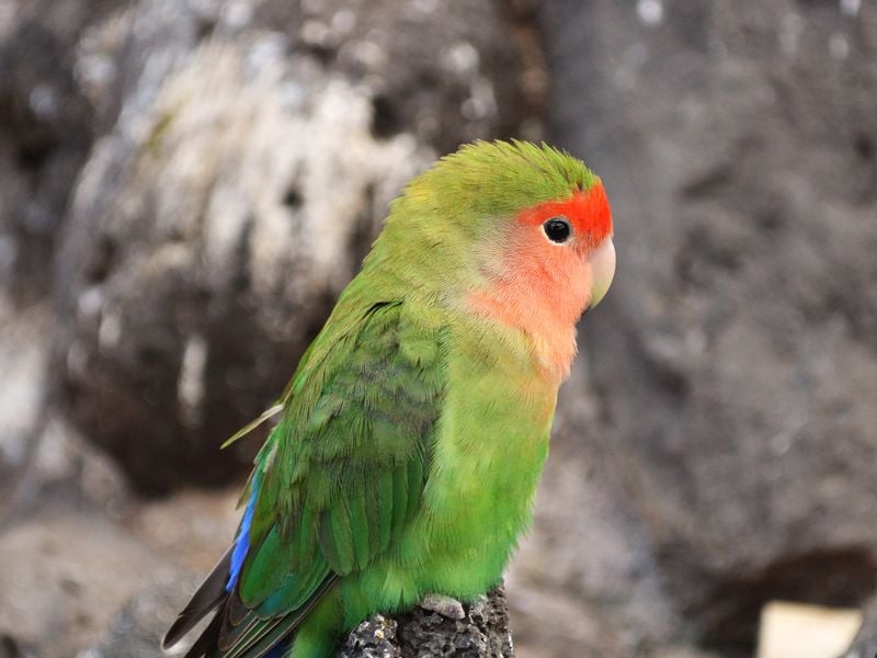 Colorful Feathers | Smithsonian Photo Contest | Smithsonian Magazine