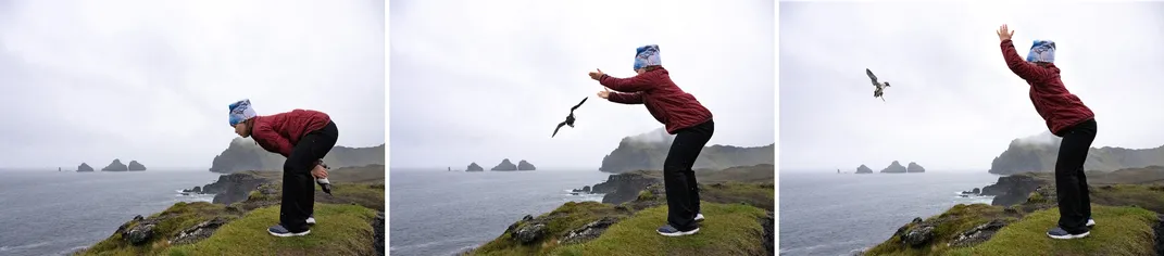 Triptych Íris Dröfn Guðmundsdóttir demonstrates the popular underhand puffling toss. With her hands holding the bird’s wings tight to its body, she gently swings the puffling down once and then releases it as she swings it upwards.