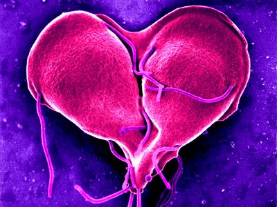 A digitally-colorized scanning electron micrograph depiction of a Giardia lamblia protozoan caught in a late stage of cell division, producing a heart-shaped form. Most protozoa, or singled-celled eukaryotes, reproduce asexually, but there is evidence to suggest Giardia lamblia can reproduce sexually as well. 
