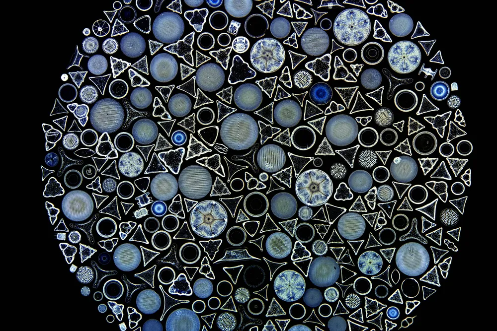 a circle of small disparate cells in various shapes that look like snowflakes, circles, triangles and more