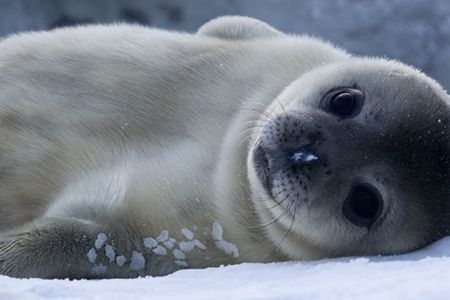 Helpless babe or capable professional navigator?