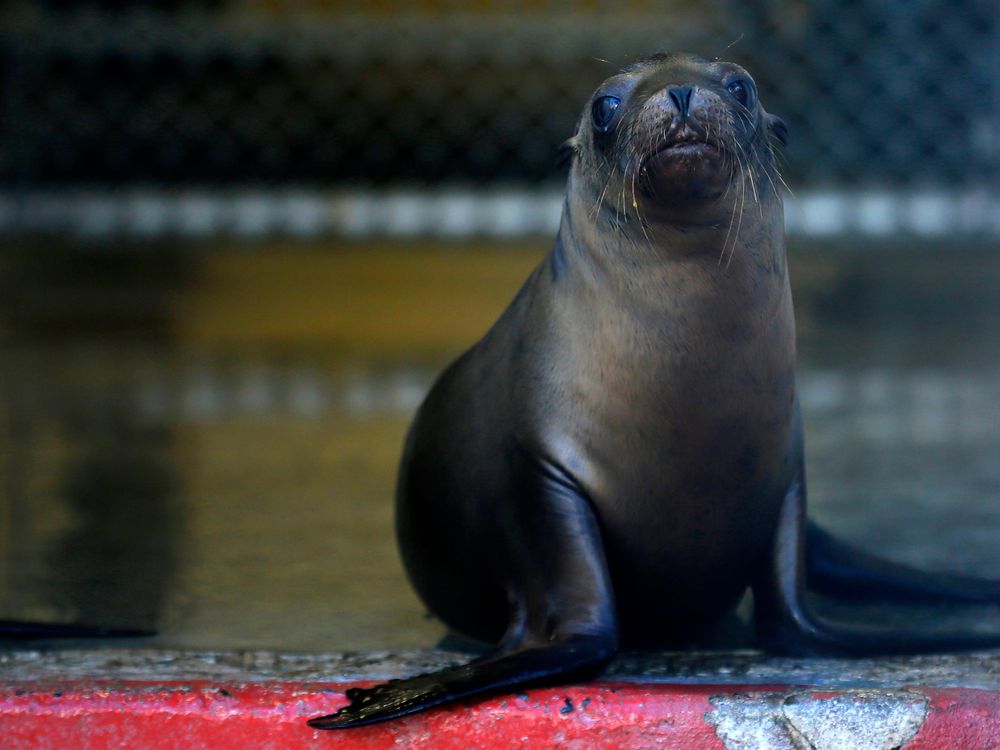 Stranded Sea Lion Pup
