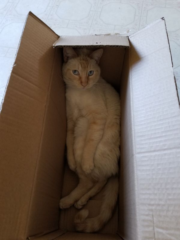 cat in a box thumbnail