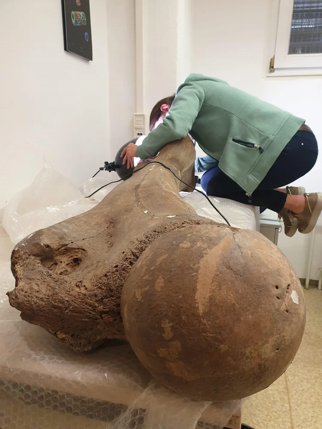 Archaeologist with massive femur bone