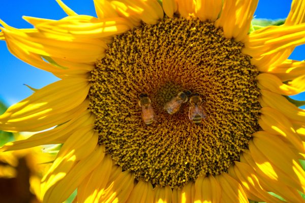 Busy Bees in a Sunflower thumbnail
