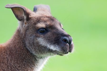 The red-necked wallaby has a powerful nose, according to a new study.