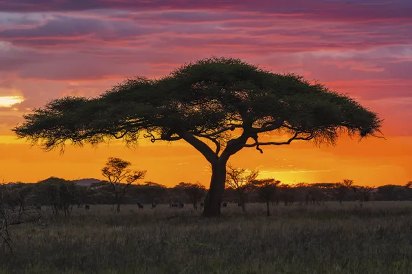 Acacia Sunset thumbnail