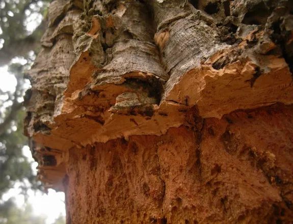 Cork Trees: Soft-Skinned Monarchs of the Mediterranean