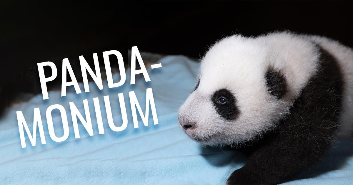 Pandamonium