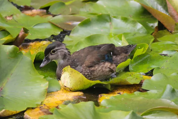 Splash amongst the Lily Pads thumbnail