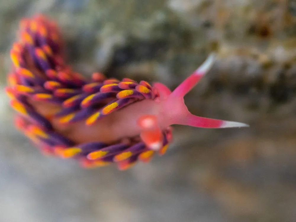 a pink sea slug with purple, orange and yellow on its spines