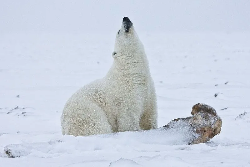 Decades-Old Chemicals May Be Threatening Polar Bear Fertility, As If They Didn’t Have Enough to Worry About