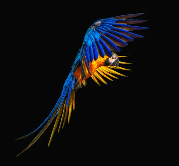 Blue and yellow macaw thumbnail