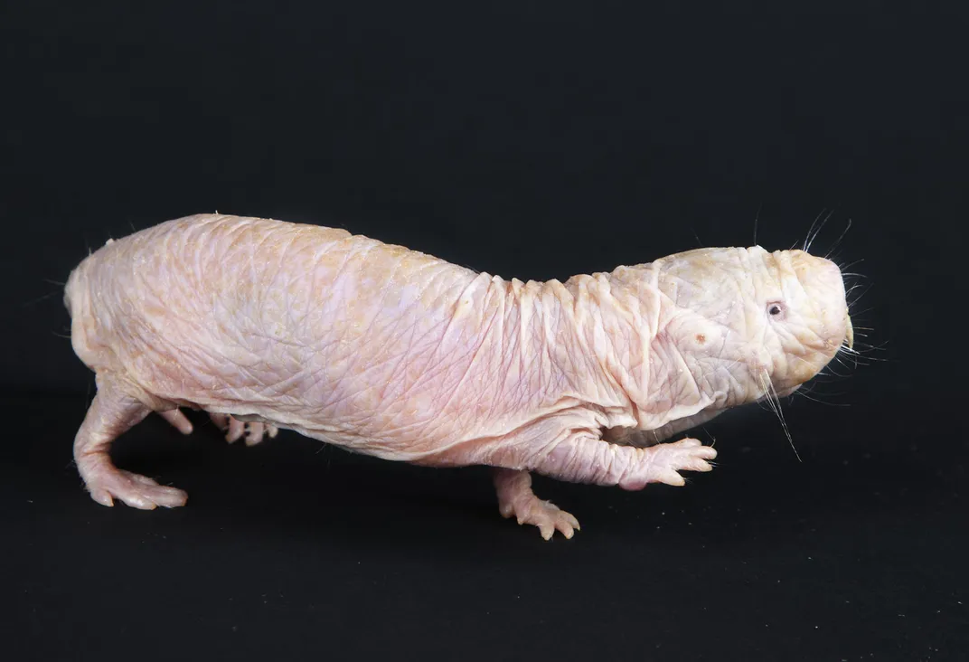 Naked mole-rat