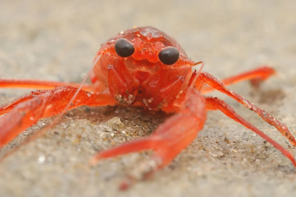 a red crustacean on the sand looking at the camera