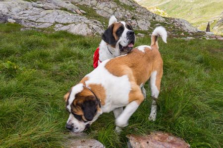 Dogs of the St. Bernard Hospice during a walk organized by their trainers with tourists.