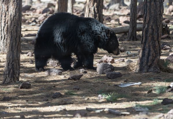 Black Bear thumbnail